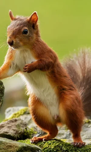 Squirrel Wallpapers Screenshot 0