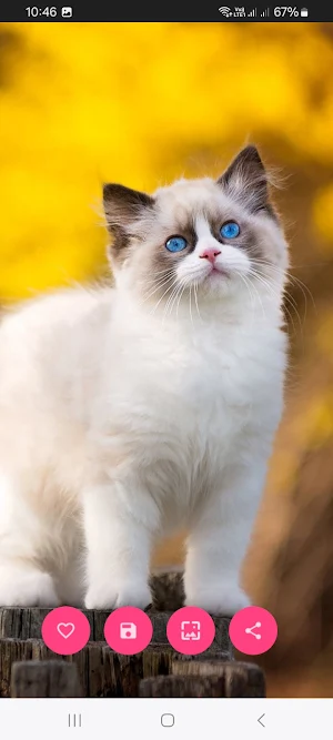 10000 Cat & Kittens Wallpapers Screenshot 2