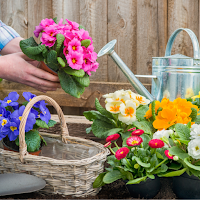 WildFlower Seeds : Wildflower