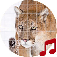 Mountain lion sounds ~ Sboard.pro