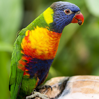 Colorful Parrot Backgrounds