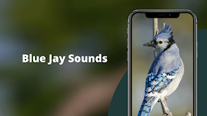 Blue Jay Sounds Screenshot 1