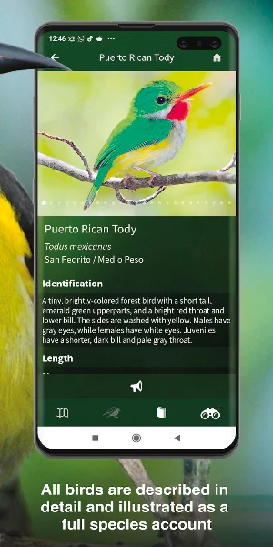 All Birds West Indies: Puerto Rico east to Antigua Screenshot 2