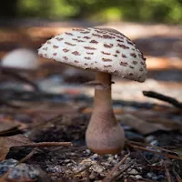 GB STORE-Mushroom Cultivation 