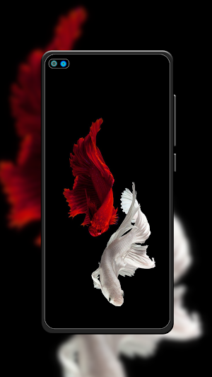Beta Fish Wallpaper Screenshot 1