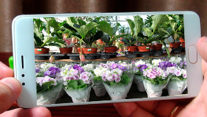 Indoor plants Screenshot 1
