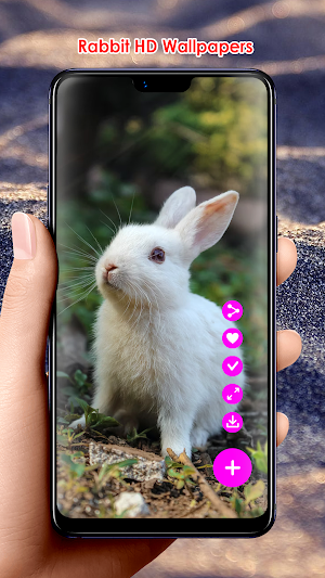 Rabbit HD Wallpapers Screenshot 1
