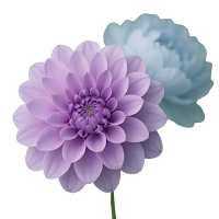 Bloomistry