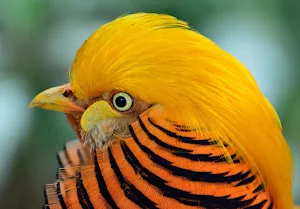 Golden Pheasant Wallpaper HD screenshot 7
