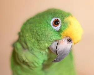 Parrots wallpapers Screenshot 1