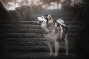 Alaskan Malamute Wallpaper HD Screenshot 3