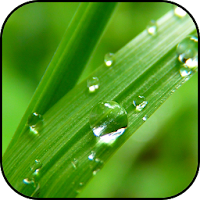 Grass wallpapers