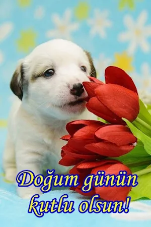 Doğum günün kutlu olsun Screenshot 1