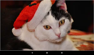 Christmas Cat Wallpapers Screenshot 2