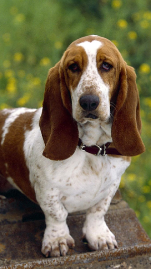Basset Hound Wallpapers Screenshot 3