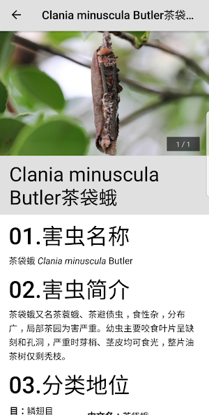 Camellia Pest ID Screenshot 1