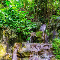 Forest and Nature Sounds for Relaxation