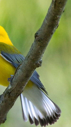 Bird Song Identifier Screenshot 1