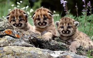 Cougar Wallpaper HD Screenshot 1