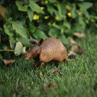 Armadillo Wallpaper