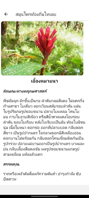 สมุนไพรเมืองเลย:คู่มือท้องถิ่น Screenshot 3
