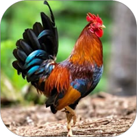 Ayam WalL