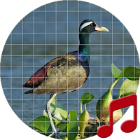 Bronze-winged jacana bird soun