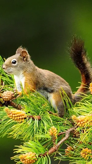 Squirrel Wallpapers Screenshot 3