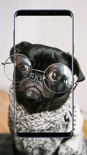 Pug Dog Wallpapers Screenshot 1