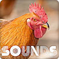 Red Junglefowl Sound Ringtones