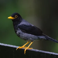 Canto da Sabiá Preta Sabiá Una
