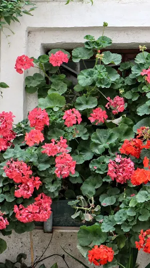 Geranium Wallpaper Screenshot 2