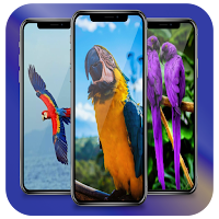 Parrot Wallpaper HD