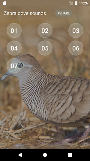 Zebra dove Sound Screenshot 1