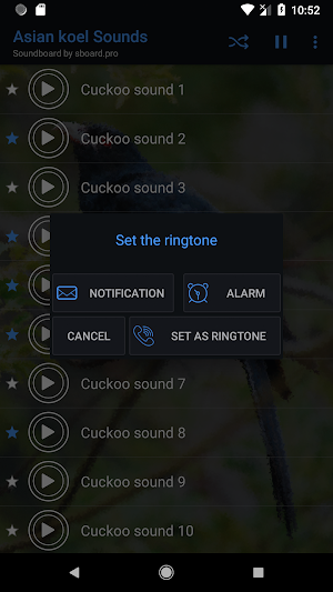 Asian koel Sounds ~ Sboard.pro Screenshot 3