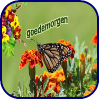 Goedemorgen