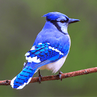 Blue Jay Sounds