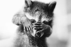 Raccoon Wallpapers Screenshot 0