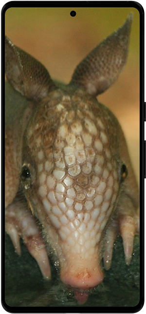Armadillo Wallpapers HD Screenshot 2