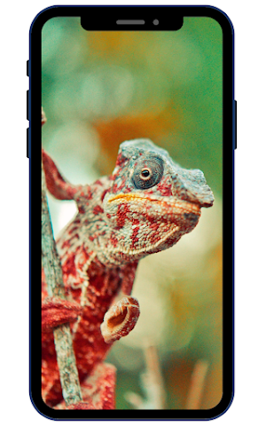 Lizard Wallpapers Screenshot 3