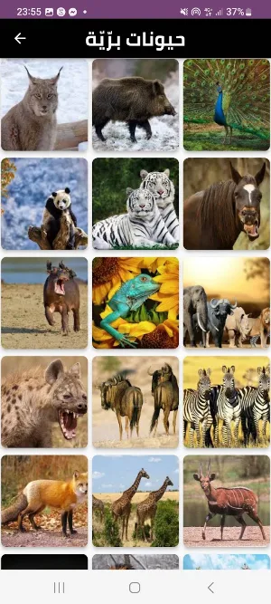 animals Screenshot 1