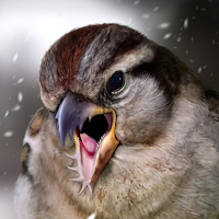sparrow wallpaper