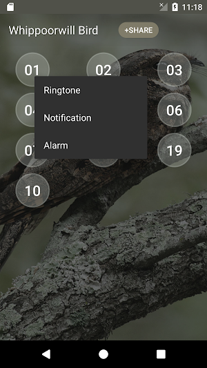 Whippoorwill bird sounds Screenshot 1