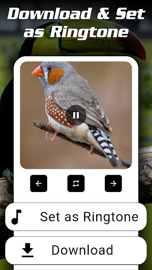 Animal Ringtones Birds Sounds Screenshot 3