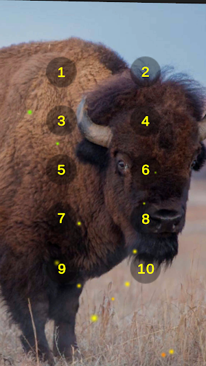 Bison Wild Ox Aurochs Sounds Screenshot 1