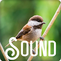 Chestnut Capped Bird Sounds