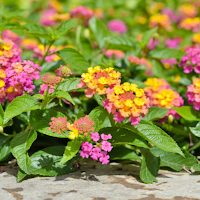 Lantana Wallpaper