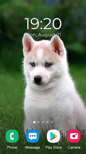 Husky Dog Wallpaper 2023 Screenshot 1