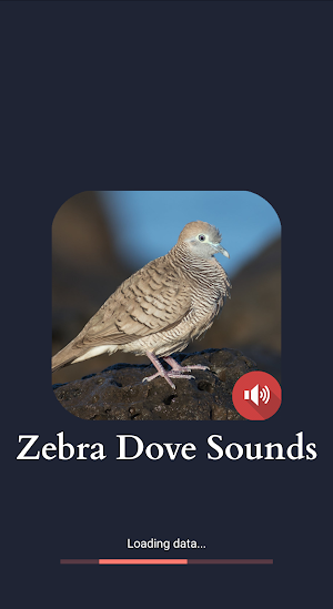 Zebra Dove Sounds Screenshot 0