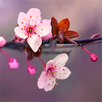 Cherry blossom wallpapers